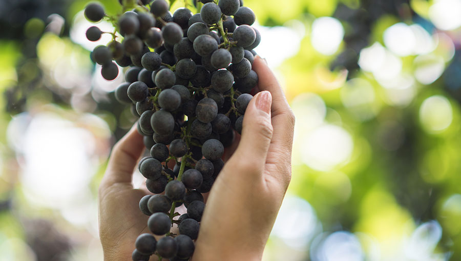 Racimo de uvas Listán Negro de Gran Canaria