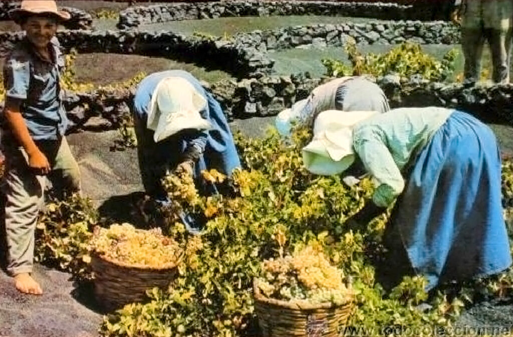Foto antigua de vendimia vino blanco en Lanzarote
