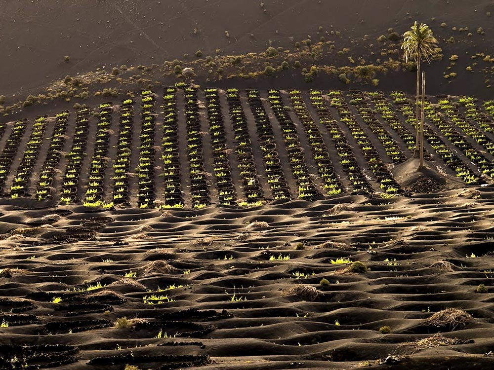 Vista de un cultivo de vino blanco en Lanzarote